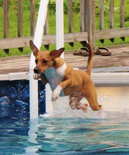Dexter "Pool Doodle" Gregory