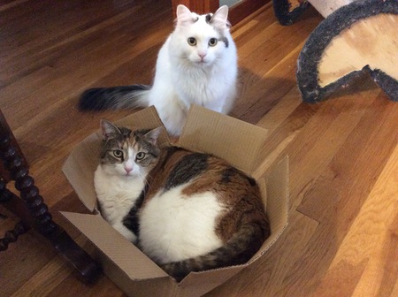 Suzie Q, the calico and Dolly the white one.