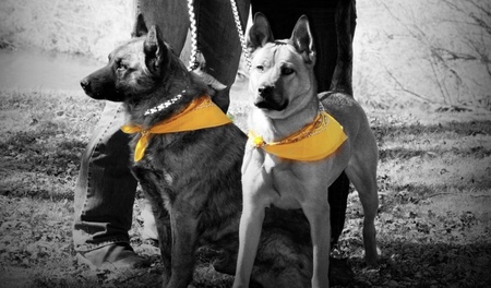 Diesel & Copper 