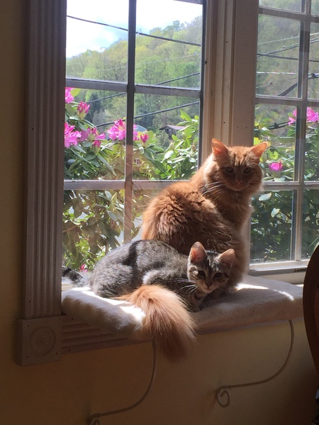 Fletcher and Johnston