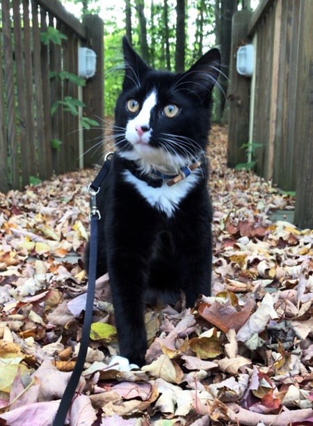 Jax