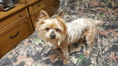 coco