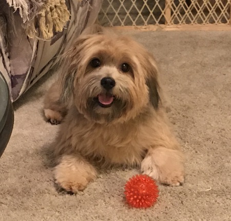 Fozzie