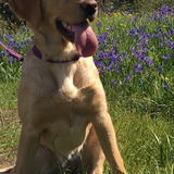Entry image for Lucy