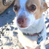 Entry image for Nelson the Rescue Chihuahua 