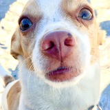 Entry image for Nelson the rescue chihuahua (entry 2)
