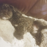 Entry image for Sammy
