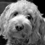 Entry image for Penny - Shirley Young's granddoggy