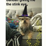 Entry image for Kali - Shirley Young's granddoggy