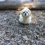 Entry image for Rosie - My bonus doggy