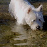 Entry image for Mr Dougal McKenzie Campbell 