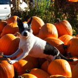 Entry image for Bailey