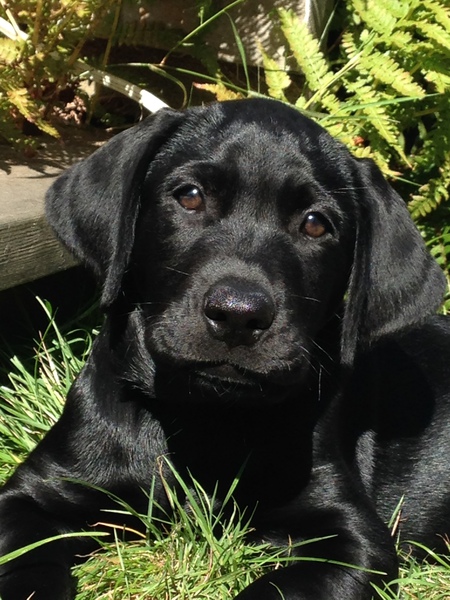 Entry image for Cooper. Clicking this image will show a larger photo