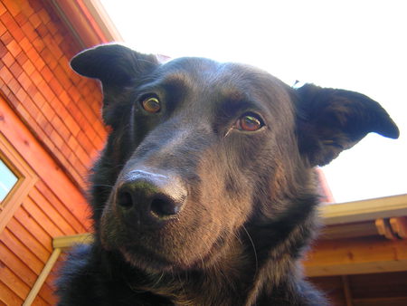 Entry image for Blitz. Clicking this image will show a larger photo