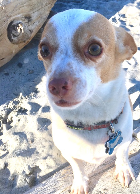 Entry image for Nelson the Rescue Chihuahua . Clicking this image will show a larger photo