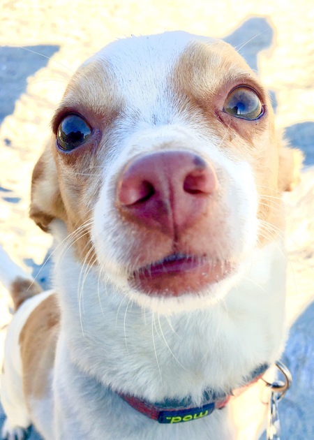 Entry image for Nelson the rescue chihuahua (entry 2). Clicking this image will show a larger photo