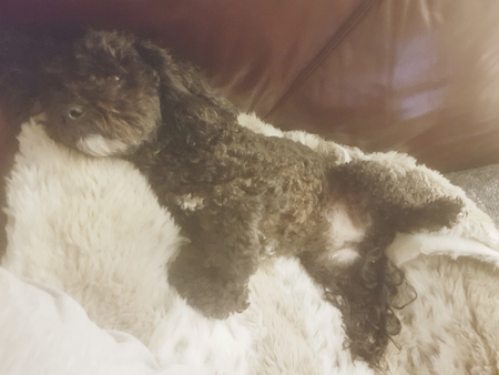 Entry image for Sammy. Clicking this image will show a larger photo