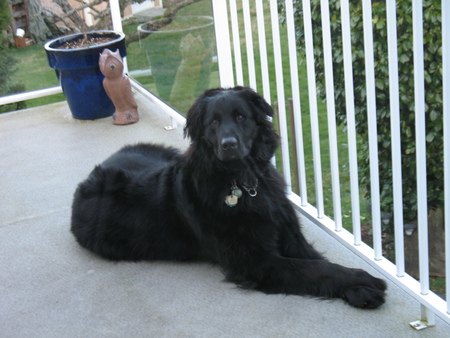 Entry image for Rocko. Clicking this image will show a larger photo