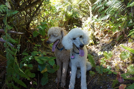 Entry image for Louie and Jacques. Clicking this image will show a larger photo