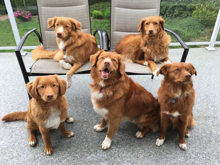 Entry image for Smiling Digby (centre) with his harem. Clicking this image will show a larger photo