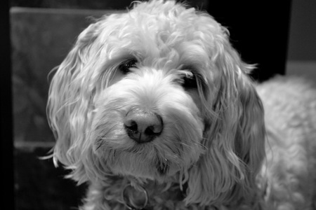 Entry image for Penny - Shirley Young's granddoggy. Clicking this image will show a larger photo