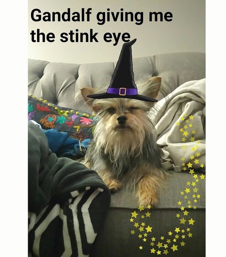 Entry image for Kali - Shirley Young's granddoggy. Clicking this image will show a larger photo