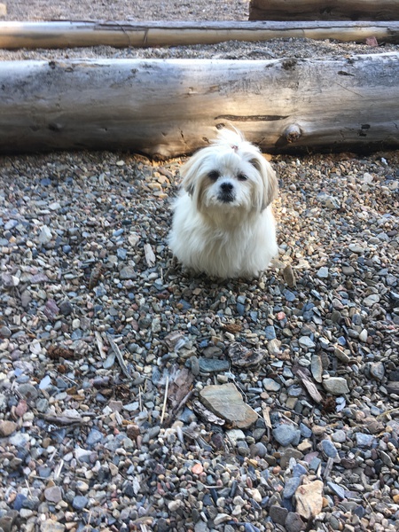 Entry image for Rosie - My bonus doggy. Clicking this image will show a larger photo