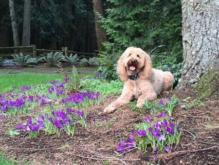 Entry image for Booker (Lise’s pal). Clicking this image will show a larger photo
