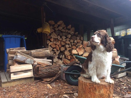 Entry image for Farley . Clicking this image will show a larger photo