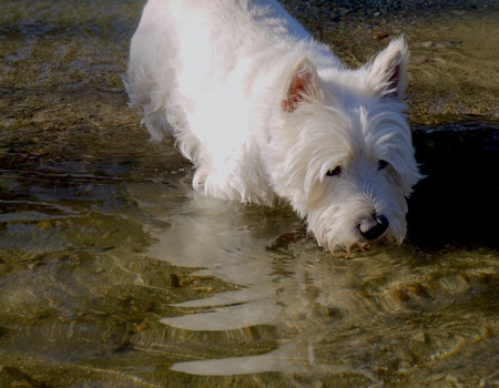 Entry image for Mr Dougal McKenzie Campbell . Clicking this image will show a larger photo
