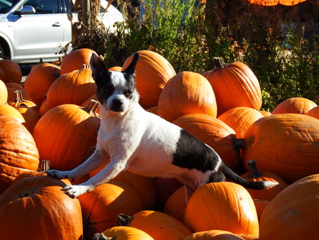 Entry image for Bailey. Clicking this image will show a larger photo
