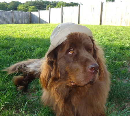 Bodhi