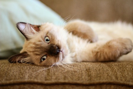 Teddy