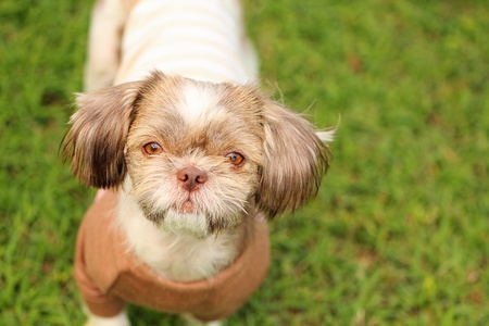 Brownie