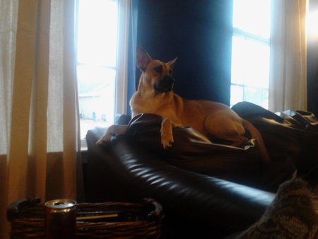 Foxy Lady