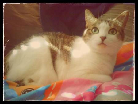 Entry image for Augusta . Clicking this image will show a larger photo