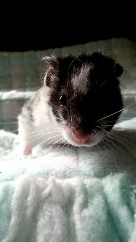 Louis