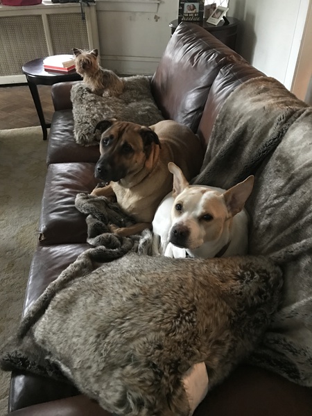Sunny, (front) Duke (middle) & Bella (back)