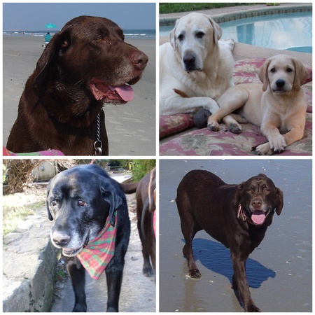 Seamus, Duke and JJ, Anne, Yip 