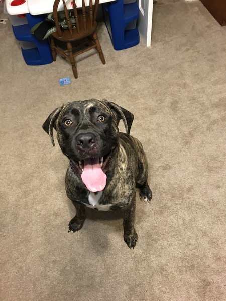 Stryker