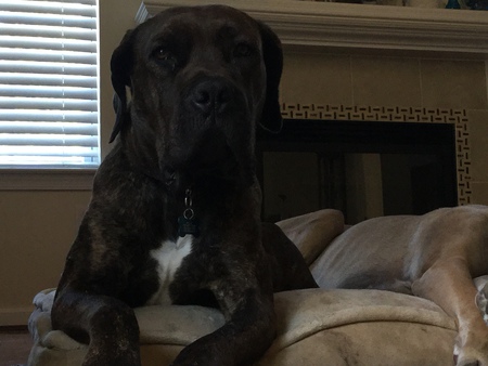 Nellie