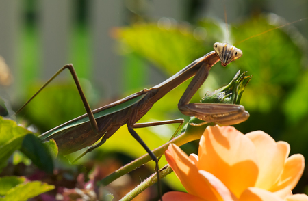Praying Mantis in the Rose Garden