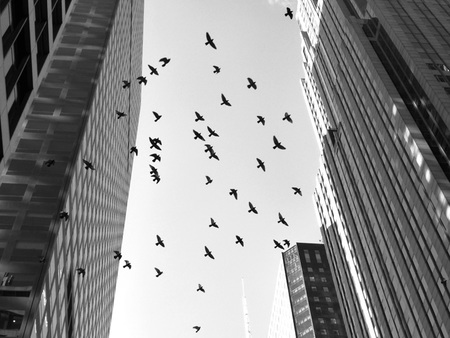 Flight Over New York City