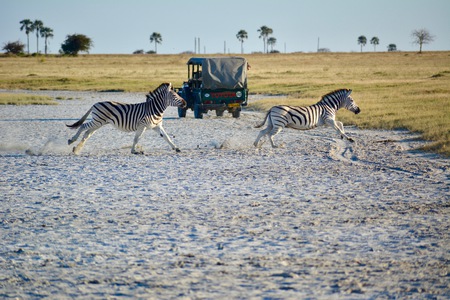 Zebras on the Run