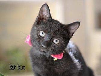 Kit Kat