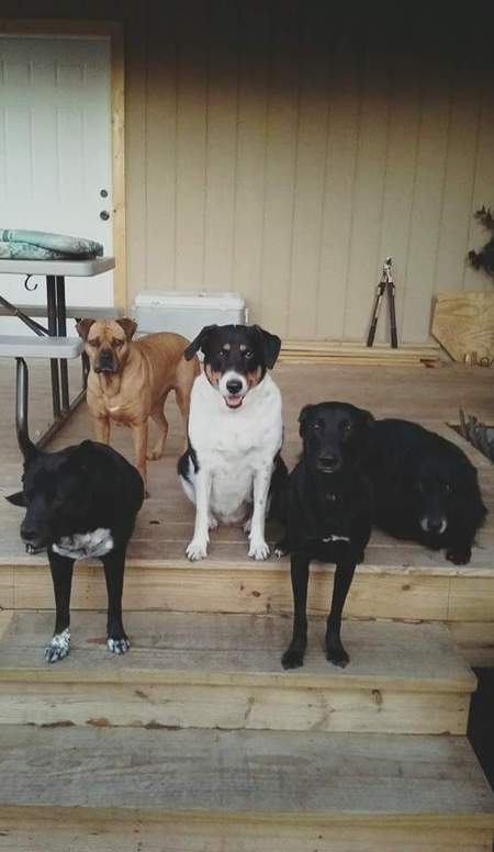 Oreo, Red, Reba, Kora, & Biggio (left,to right)