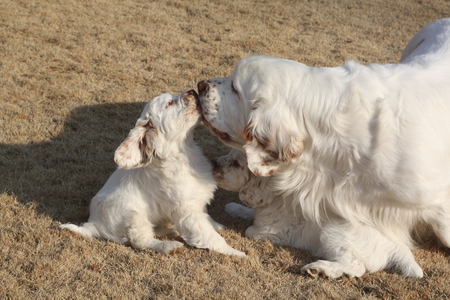 Clussexx Clumber Spaniels