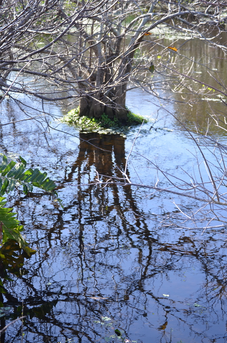 Reflection Tree