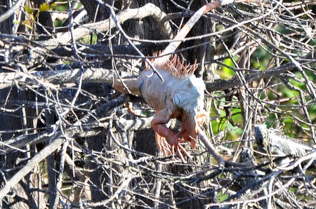 Sunning Iguana