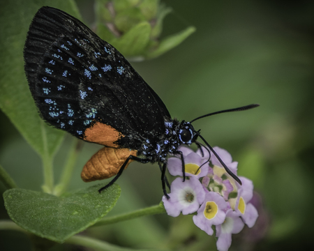 Butterfly at Entrance of Grassy Waters